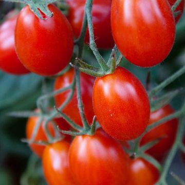 Tomato (Pole), Grape 'Juliet'