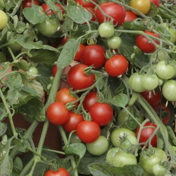 Tomato (Bush), 'Red Profusion'