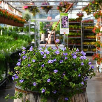 Torenia, Summer Wave 'Blue' Hanging Basket 12"