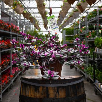 Tradescantia 'Nanouk' Hanging Basket 10"