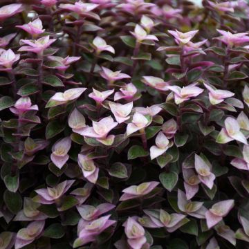 Tradescantia Callisia 'Pink Panther'