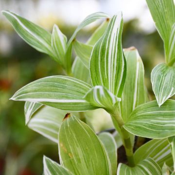 Tradescantia 'Pistachio'