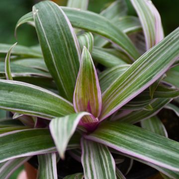 Tradescantia Spathaea 'Rhoeo Tricolor'