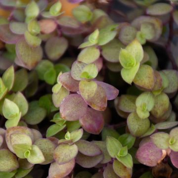 Tradescantia Callisia 'Tortuga'