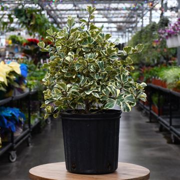 Ficus Triangularis 'Variegata'