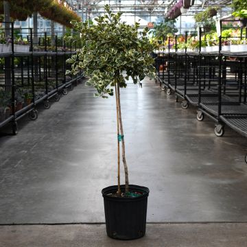 Ficus Triangularis, Single Trunk