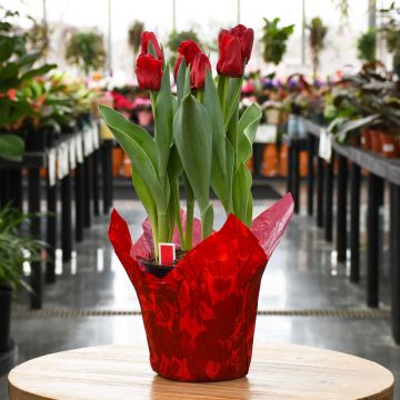 Tulip, Valentine Red