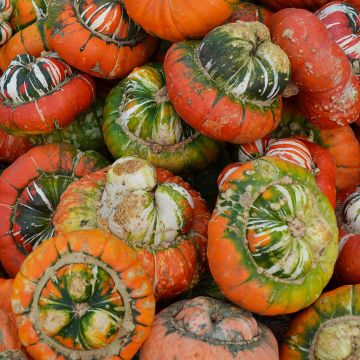 Squash, Turban