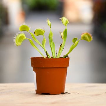 Carnivorous, Venus Fly Trap