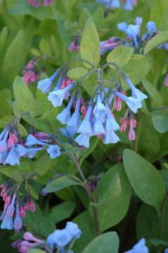 Mertensia, Virginia Bluebells 'Minnesota Native'