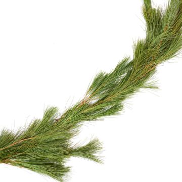 Garland, Pine 'White Pine' Roping, 25 Foot