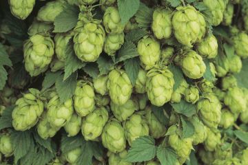 Humulus, Ornamental Hops 'Willamette'