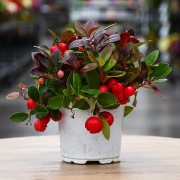 Gaultheria 'Winterberry'