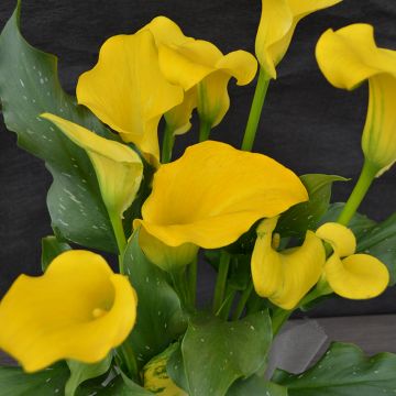 Calla Lily, Easter Yellow