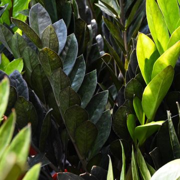 Zamioculcas Zamiifolia, ZZ Plant 'Oscura™'