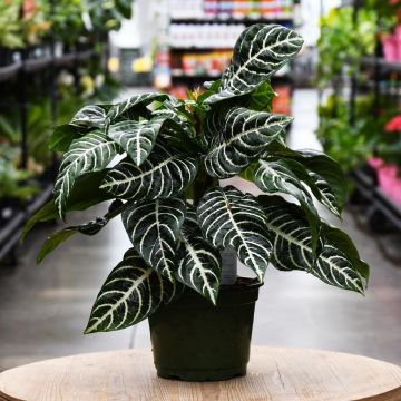 Aphelandra Squarrosa 'Dania' (Zebra Plant)