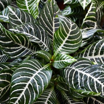 Aphelandra Squarrosa 'Zebra Plant'