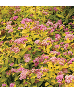 Spiraea, Japanese Spirea 'Goldmound'