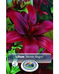 Lilium Asiatic, Monte Negro Lily, 3pk bulb