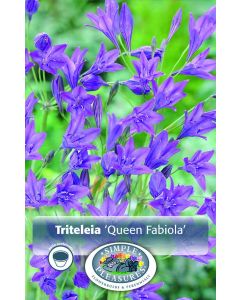 Triteleia, Queen Fabiola, 15pk bulb