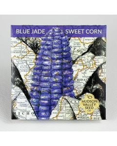 Zea, Sweet Corn, Blue Jade Dwarf ~ 50 seeds