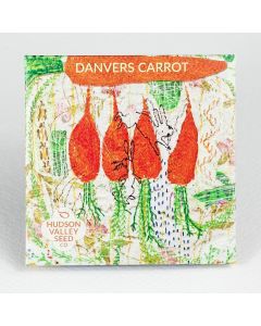 Daucus, Carrot, Danvers Carrot ~ 500 seeds