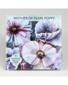 Poppy, Mother of Pearl Poppy