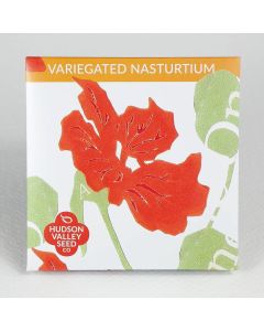 Nasturtium, Variegated Nasturtium ~ 25 seeds