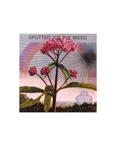 Eutrochium, Joe Pye Weed 'Spotted' ~ 150 seeds