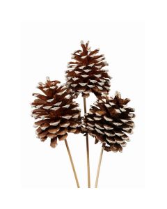 Vyn Jeffrey Pine Cones White Tipped, 3 Stems