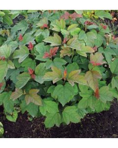 Viburnum, Guelder Rose 'Dwarf European'