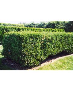 Thuja, Arborvitae 'Techny' (Large)