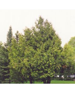 Thuja, Arborvitae 'White Cedar' (Large Sizes)