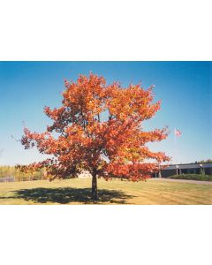 Quercus, Northern Red Oak (Large)