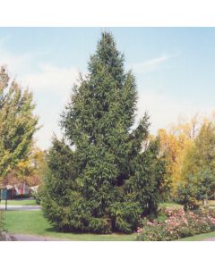 Picea, Norway Spruce (Large Sizes)