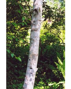 Betula, Gray Birch 'Whitespire'