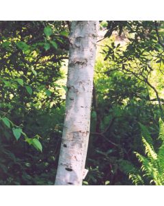 Betula, Gray Birch 'Whitespire' (Large Sizes)