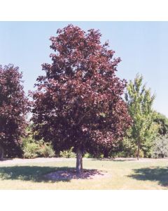 Acer, Norway Maple 'Royal Red' (Large Sizes)