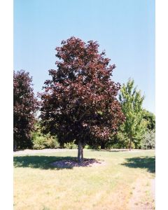 Acer, Norway Maple 'Royal Red'