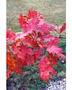 Quercus, Northern Red Oak