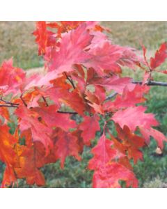 Quercus, Northern Red Oak (Large Sizes)