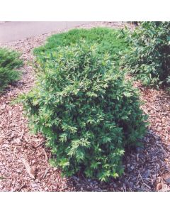 Ligustrum, Privet 'Lodense'