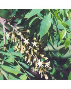 Gymnocladus, Kentucky Coffeetree (Large Sizes)