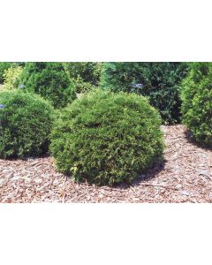 Thuja, Arborvitae 'Hetz Midget'