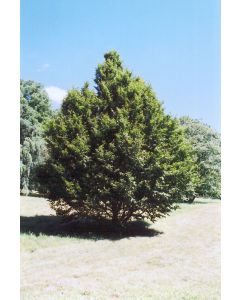 Carpinus, Blue Beech (Large)