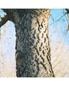 Celtis, Common Hackberry (Large Sizes)