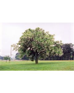 Cladrastis, American Yellowwood (Large)