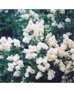 Ligustrum, Privet 'Cheyenne'