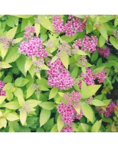 Spiraea, Japanese Spirea 'Dakota Goldcharm®'