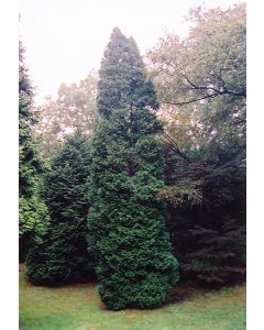 Thuja, Arborvitae 'Hetz Wintergreen' (Large)